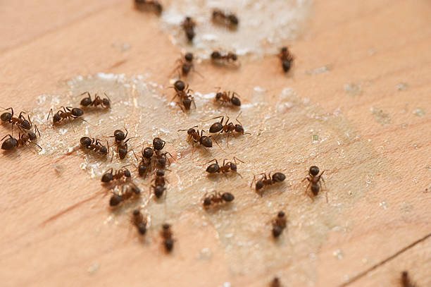 Best Pest Prevention Services  in Fort Defiance, AZ